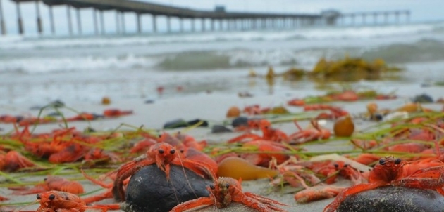 news_thumb_64412_630