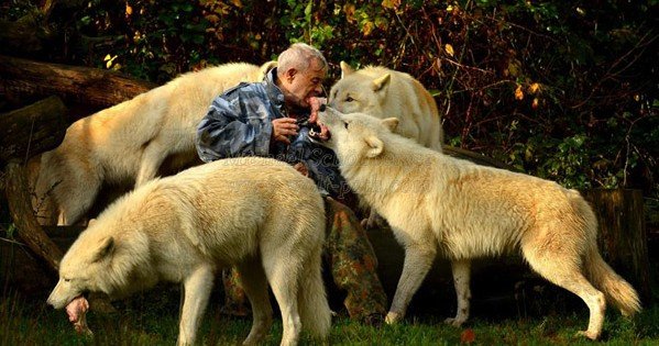 se-acerca-a-lobos-salvajes-5