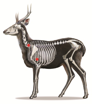 ¿Hay niveles de ética para la caza?